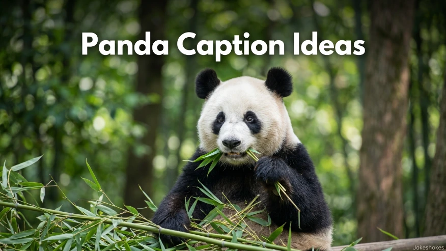 Panda Caption Ideas
